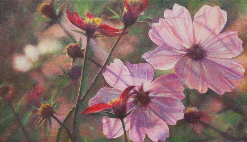 Cosmea (Privatbesitz)